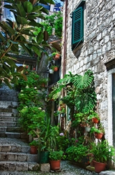 Dubrovnik Steps & Plants 