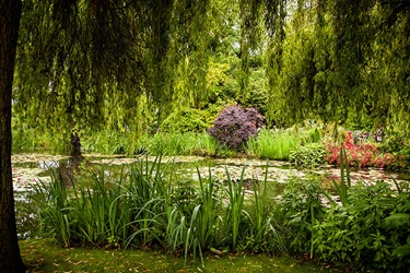 Monets Garden 1 