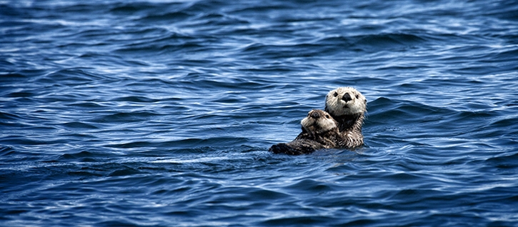 HK Barlow Prince William Sound, Alaska - Otter Family