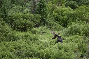 Colorado Bull Moose Checking His  Perimeter 