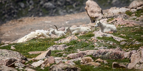 White Mountain Goat Triplets on Mt. Evans 