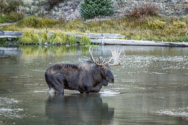 Colorado Bull Moose Eating Dinner from the Bottom of the Lake 