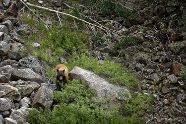 Colorado Cinnamon Bear on the Mountainside 