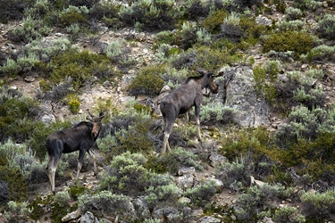 Two Young Bull Moose Heading Up the Mountain Near Creede, Colorado 
