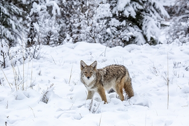 Coyote in the Snow 