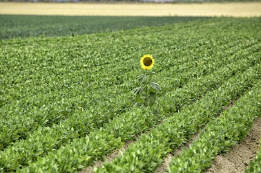 Olathe Sunflower Field Showoff 