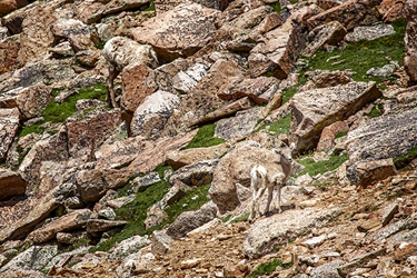 Bighorn Lamb on the Rocky Mountainside 