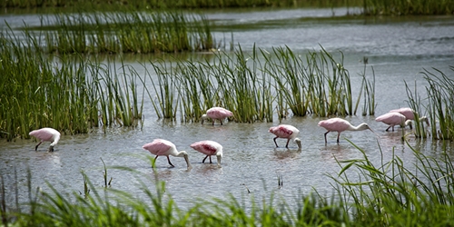 A Bowl of Roseate Spoonbills 