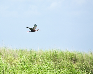 Glossy Ibis Over Marsh Cane 