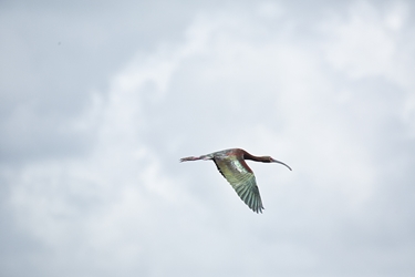 Glossy Ibis in the Clouds 