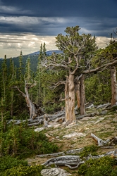 Goliath Trees on Mt. Evans 