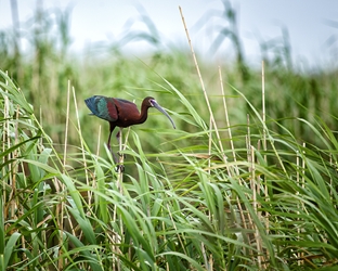 White-Faced Ibis on a Reed 