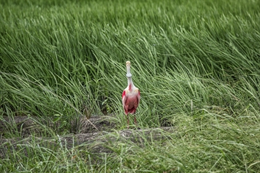 Roseate Spoonbill in a Rice Field 