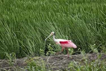 Roseate Spoonbill Walking in a Rice field 