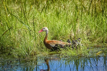 Black Bellied Whistling Duck with Babies 