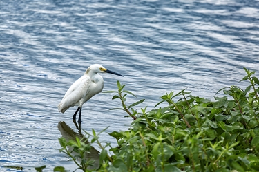 White Egret Wading in the Pond 