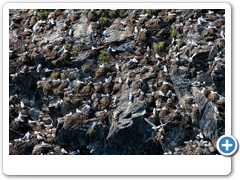 Alaska_seagulls