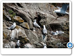 Alaska_seagulls_2